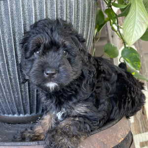 Labradoodle Puppy Verna