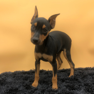 Miniature Pinscher Puppy Miles