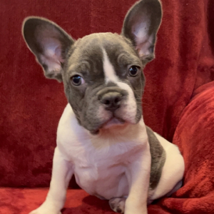 French Bulldog Puppy Butterfly