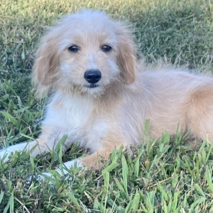 Aussiedoodle Puppy Darla