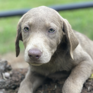Labrador Retriever Puppy Lola