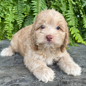 Cockapoo Puppy Meg