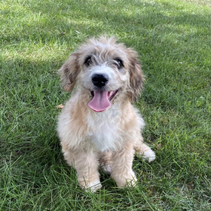 Saint Berdoodle Puppy Twila