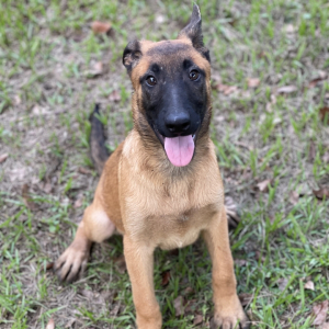 Belgian Malinois Puppy Storm