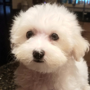 Maltese Puppy Arlo