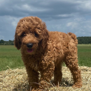 Goldendoodle Puppy Loki