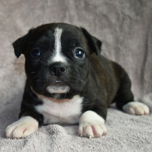 Frenchton Puppy Ruka