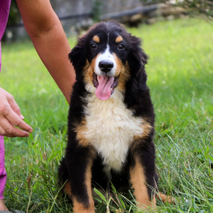 Bernese Mountain Dog Puppy Hector