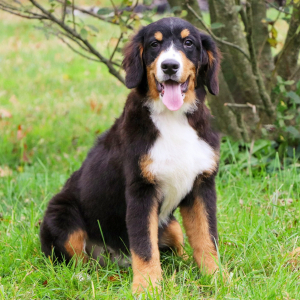 Bernese Mountain Dog Puppy Hector
