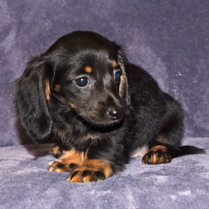 Dachshund Puppy Truly