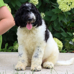 Goldendoodle Puppy Ola