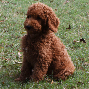 Poodle Puppy Rudy
