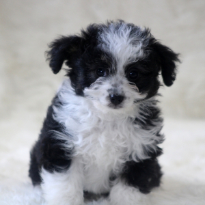 Aussiedoodle Puppy Unity