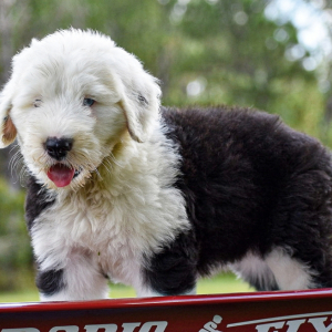 Old English Sheepdog Puppy Dolly