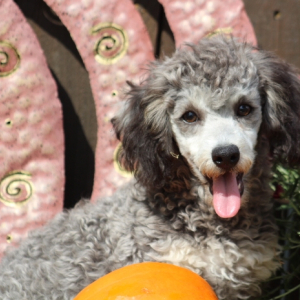 Poodle Puppy Black Jack