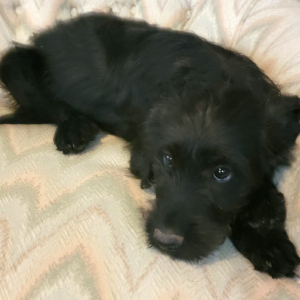 Irish Wolfoodle Puppy Jace
