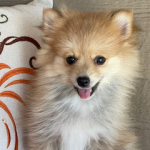 Pomeranian Puppy Bree