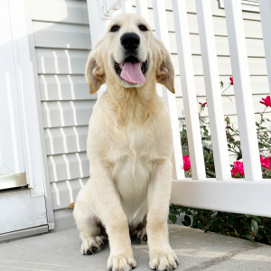 Golden Retriever Puppy Winnie