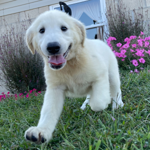 Golden Retriever Puppy Bonita
