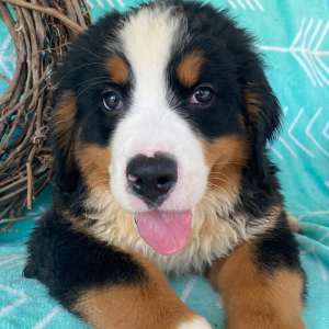 Bernese Mountain Dog Puppy Eldon