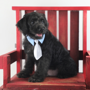 Schnoodle Puppy Carter
