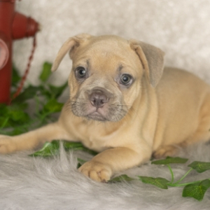 French Bulldog Puppy Bodhie