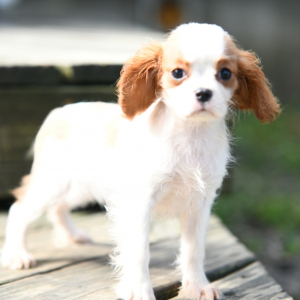 Cavalier King Charles Spaniel Puppy Berdie
