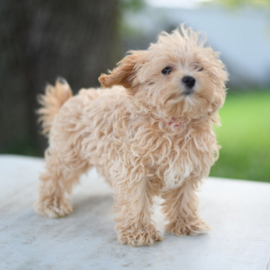 Maltipoo Puppy Allie