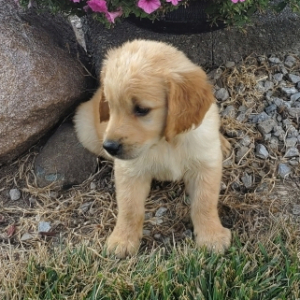 Golden Retriever Puppy Buster