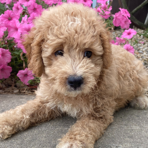 Goldendoodle Puppy Bernie