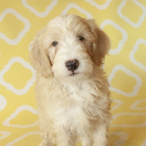 Goldendoodle Puppy Gus