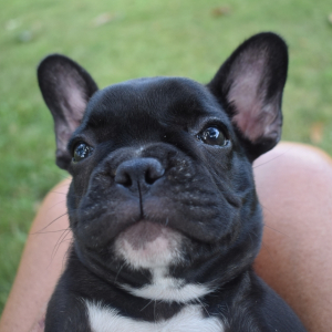 French Bulldog Puppy Roz
