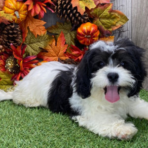 Shichon Puppy Milo