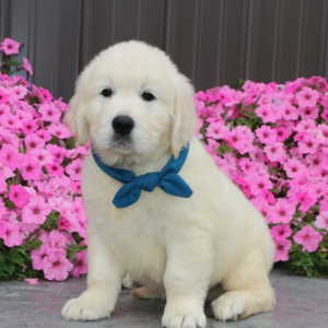 Golden Retriever Puppy Fritz