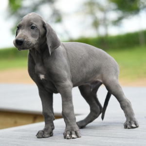 Great Dane Puppy Donn