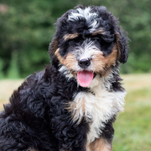 Bernedoodle Puppy Louie
