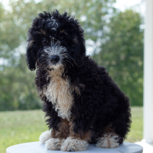 Bernedoodle Puppy Max
