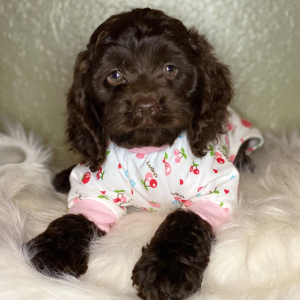 Cockapoo Puppy Kit Kat