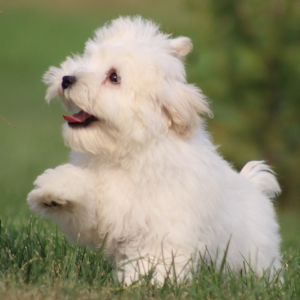 Schnoodle Puppy Rebecca
