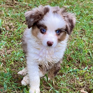 Australian Shepherd Puppy Sunny