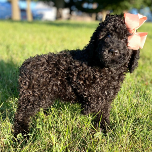 Poodle Puppy Eden