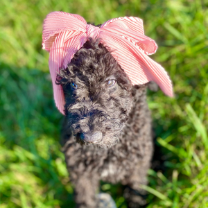 Poodle Puppy Eden
