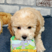 Cockapoo Puppy Buddy