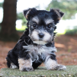 Morkie Puppy Destiny