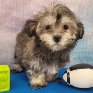 Havanese Puppy Thomas