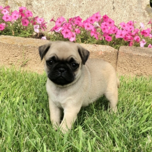 Pug Puppy Porta