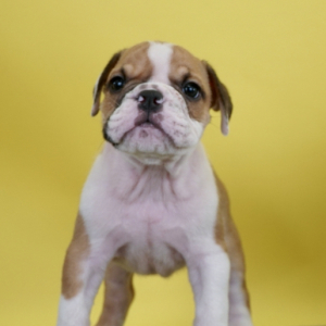 Bulldog Puppy Sonic