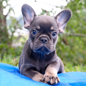 French Bulldog Puppy Ceasar