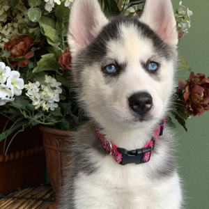 Siberian Husky Puppy Kendra