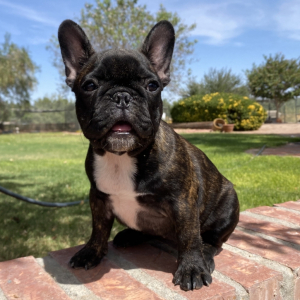 French Bulldog Puppy Zipper
